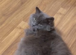 18 квітня – Pet Owners Independence Day