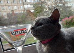 18 квітня – Pet Owners Independence Day