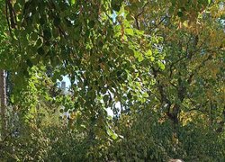 Мистецтво творять нескорені