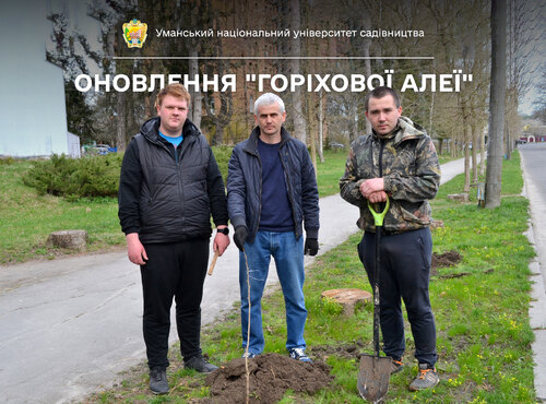 В Уманському національному університеті садівництва оновили горіхову алею
