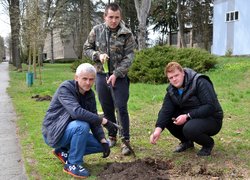 В Уманському національному університеті садівництва оновили горіхову алею