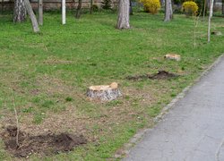 В Уманському національному університеті садівництва оновили горіхову алею