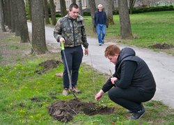 В Уманському національному університеті садівництва оновили горіхову алею