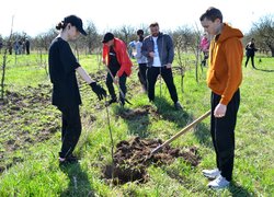 Традиції Уманського НУС — студенти висадили яблуні до університетського саду
