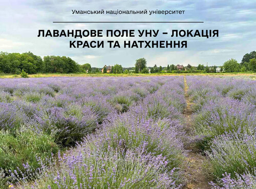 Лавандове поле УНУ – локація краси та натхнення