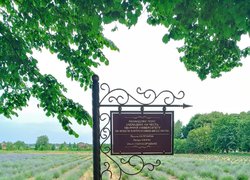 Лавандове поле УНУ – локація краси та натхнення