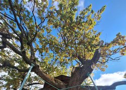 Уманський НУ та ГО «Екологічний рух Черкащини» об’єднують зусилля задля збереження дубів Шевченка