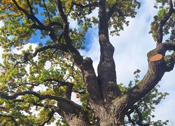 Уманський НУ та ГО «Екологічний рух Черкащини» об’єднують зусилля задля збереження дубів Шевченка