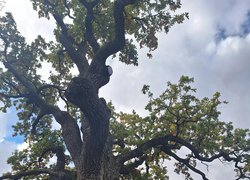 Уманський НУ та ГО «Екологічний рух Черкащини» об’єднують зусилля задля збереження дубів Шевченка