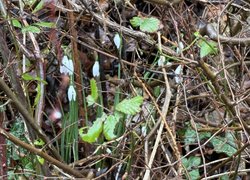 Подорож до сонячної Чорногорії – різдвяна казка студентів УНУ