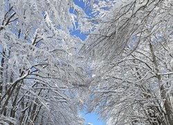 Подорож до сонячної Чорногорії – різдвяна казка студентів УНУ