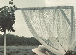 Там, де народжується натхнення: в Уманському національному університеті відкрився Lavender Fest UNU