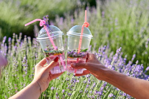 Lavender Fest UNU: від мрії до дійсності серед лавандового аромату