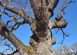 Науковці УНУ оглянули дуби Шевченка та надали рекомендації для збереження багатовікових дерев
