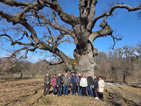 Науковці УНУ оглянули дуби Шевченка та надали рекомендації для збереження багатовікових дерев