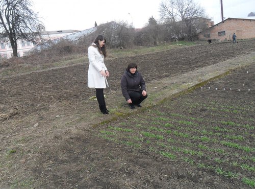 Огляд посівів озимих культур