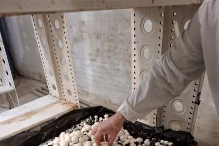 ПРАКТИЧНА ПІДГОТОВКА СТУДЕНТІВ У «ЛАБОРАТОРІЇ ГРИБІВНИЦТВА ТА ВИГОНКИ ОВОЧІВ»