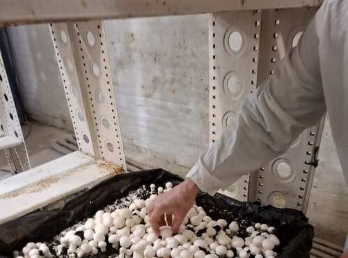 ПРАКТИЧНА ПІДГОТОВКА СТУДЕНТІВ У «ЛАБОРАТОРІЇ ГРИБІВНИЦТВА ТА ВИГОНКИ ОВОЧІВ»