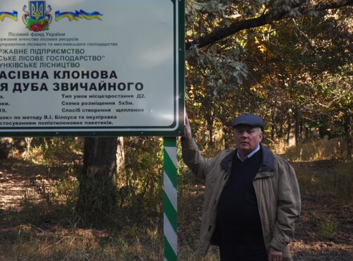 Обстеження сучасного стану клонової лісонасіннєвої плантації дуба звичайного в Сунківському лісництв