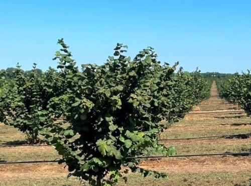 Сучасні технології вирощування горіхоплідних культур. (матеріали виїзного семінару)