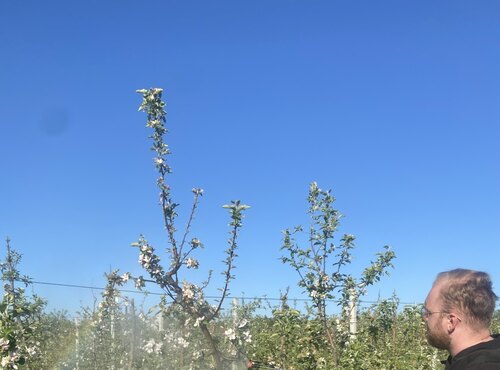 Дослідження аспірантів кафедри плодівництва і виноградарства впродовж вегетації