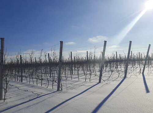 Сучасні садівничі технології на Буковині: матеріали підвищення кваліфікації