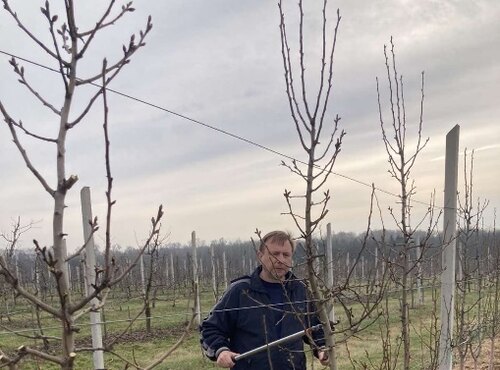 РОБОТИ В ДОСЛІДНОМУ НАСАДЖЕННІ ГРУШІ