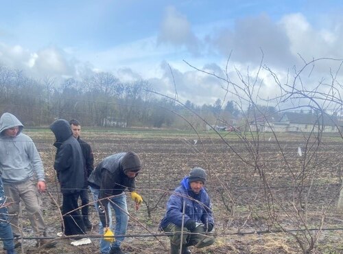 ВЕСНЯНІ ДОСЛІДЖЕННЯ НА ВИНОГРАДНИКУ