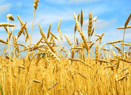 Затвердження результатів наукової і науково-технічної експертизи остаточних звітів за 2021-2023