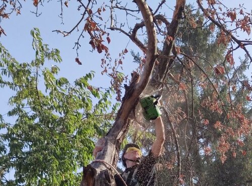 150 тисяч на ландшафтні послуги – міф чи реальність? Історія успіху студента спеціальності "Садово-паркове господарство"