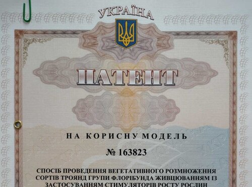 Реєстрація патенту на корисну модель: «Спосіб проведення вегетативного розмноження сортів троянд групи флорібунда живцюванням із застосуванням стимуляторів росту рослин»
