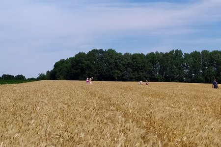 Обліки і спостереження  зернових і зернобобових культур у  двох тривалих стаціонарних дослідах 