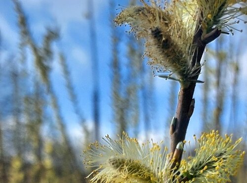 Практичне заняття з дисципліни «Біоенергетичні культури»