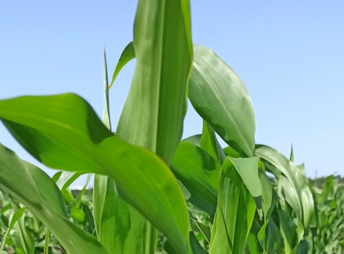 Проведення листкового підживлення кукурудзи на дослідному полі кафедри загального землеробства