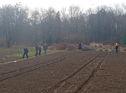 Весняна сівба на колекційному розсаднику кафедри загального землеробства