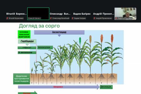 Рентабельність та стресостійкість сорго: викладачі кафедри взяли участь у тематичному вебінарі