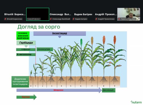 Рентабельність та стресостійкість сорго: викладачі кафедри взяли участь у тематичному вебінарі