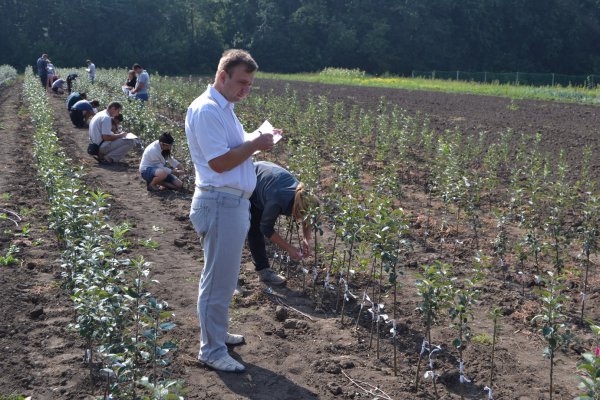 Оцінювання членами жюрі конкурсантів під час проведення окулірування