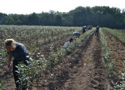 Підготовка підщеп до окулірування