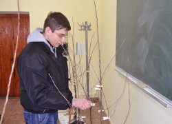 Формування плодових саджанців винограду