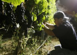 Horticulture and viticulture