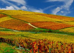 Horticulture and viticulture