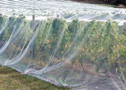 Horticulture and viticulture