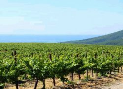 Horticulture and viticulture