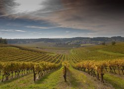 Horticulture and viticulture