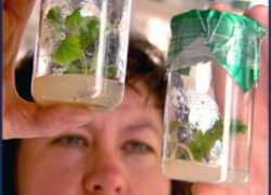 Horticulture and viticulture