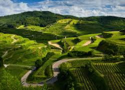 Horticulture and viticulture