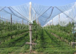 Horticulture and viticulture